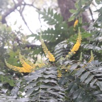 Berberis napaulensis (DC.) Spreng.